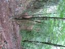 les gorges des Tines